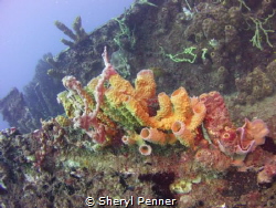 Growth on a wreck in Dominica, natural light. by Sheryl Penner 